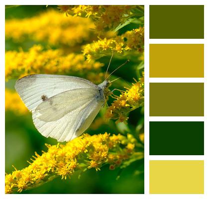 Cabbage White Butterfly Butterfly Flowers Image